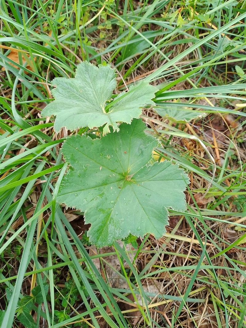 Alchemilla mininzonii