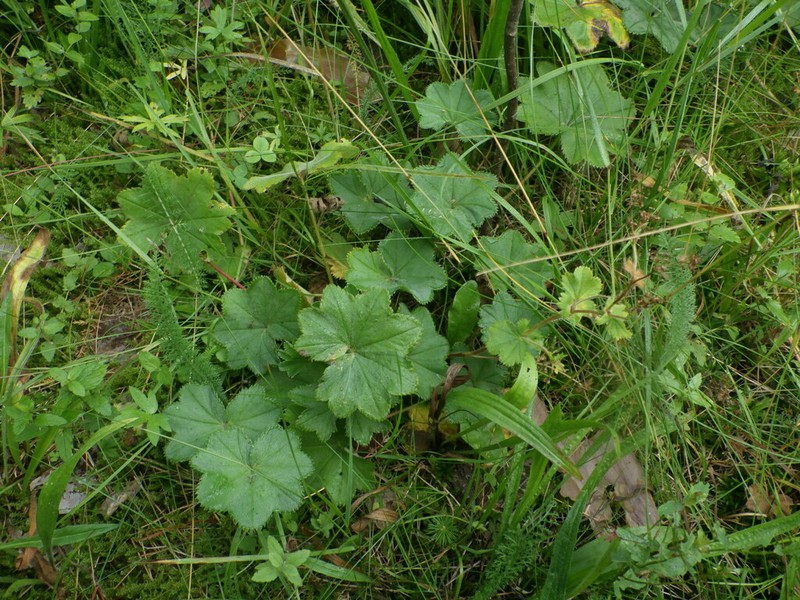 Alchemilla mininzonii photo 3