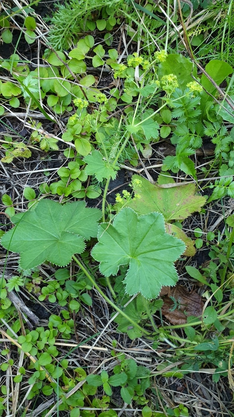 Alchemilla mininzonii photo 4