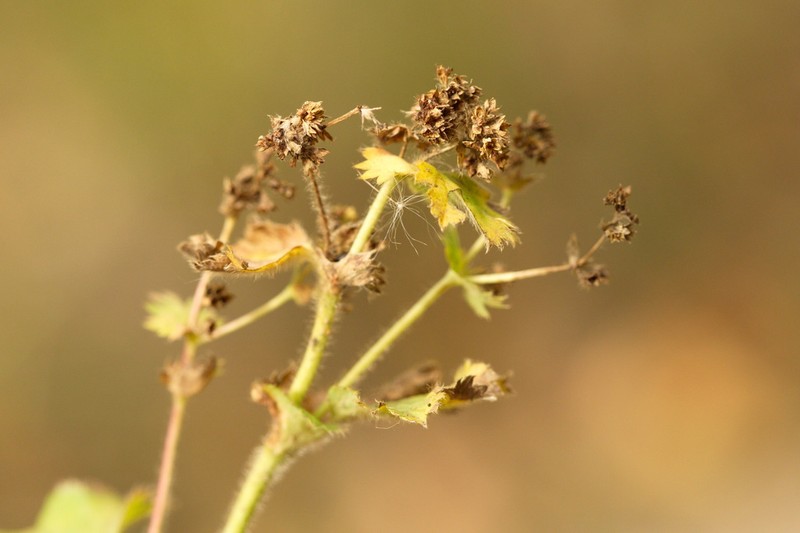 Alchemilla mininzonii photo 5