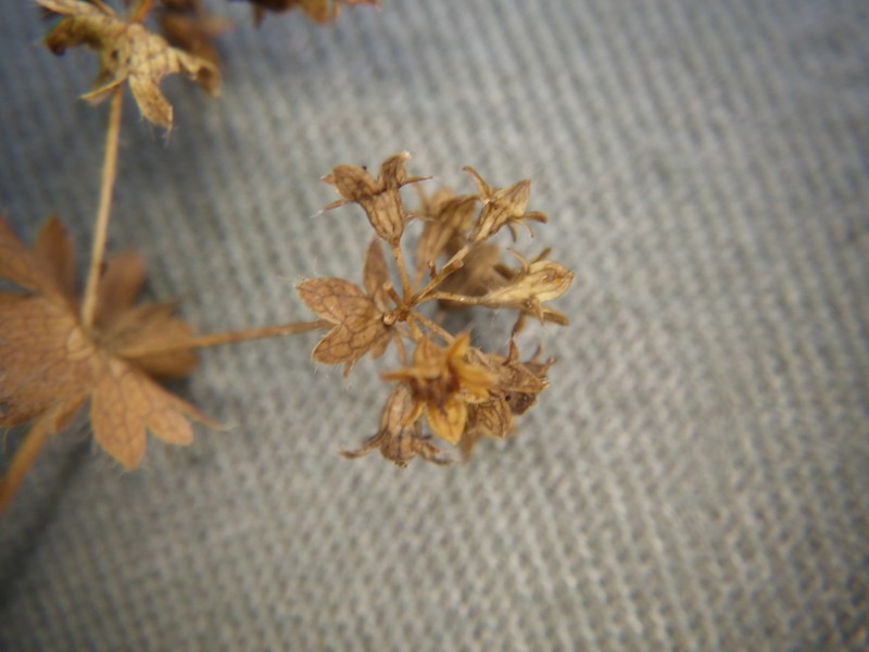 Alchemilla mininzonii photo 8