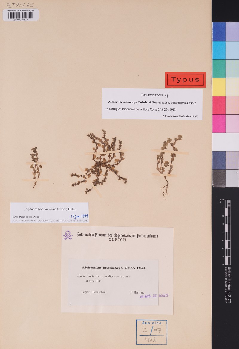 Alchemilla minutiflora