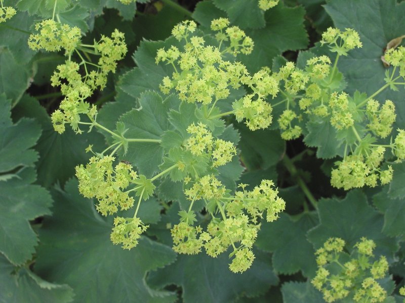 Lady's-Mantle photo 2