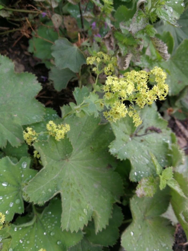 Lady's-Mantle photo 3
