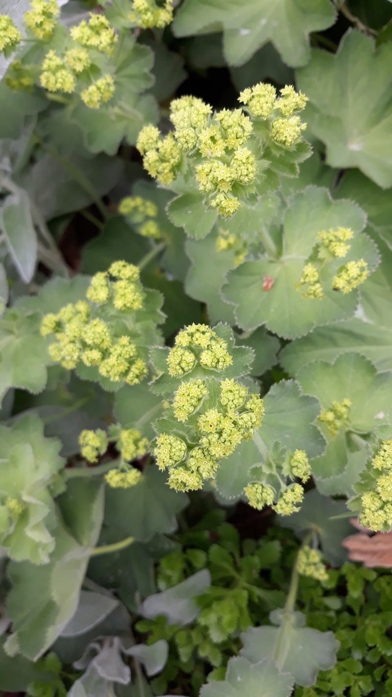 Lady's-Mantle photo 4
