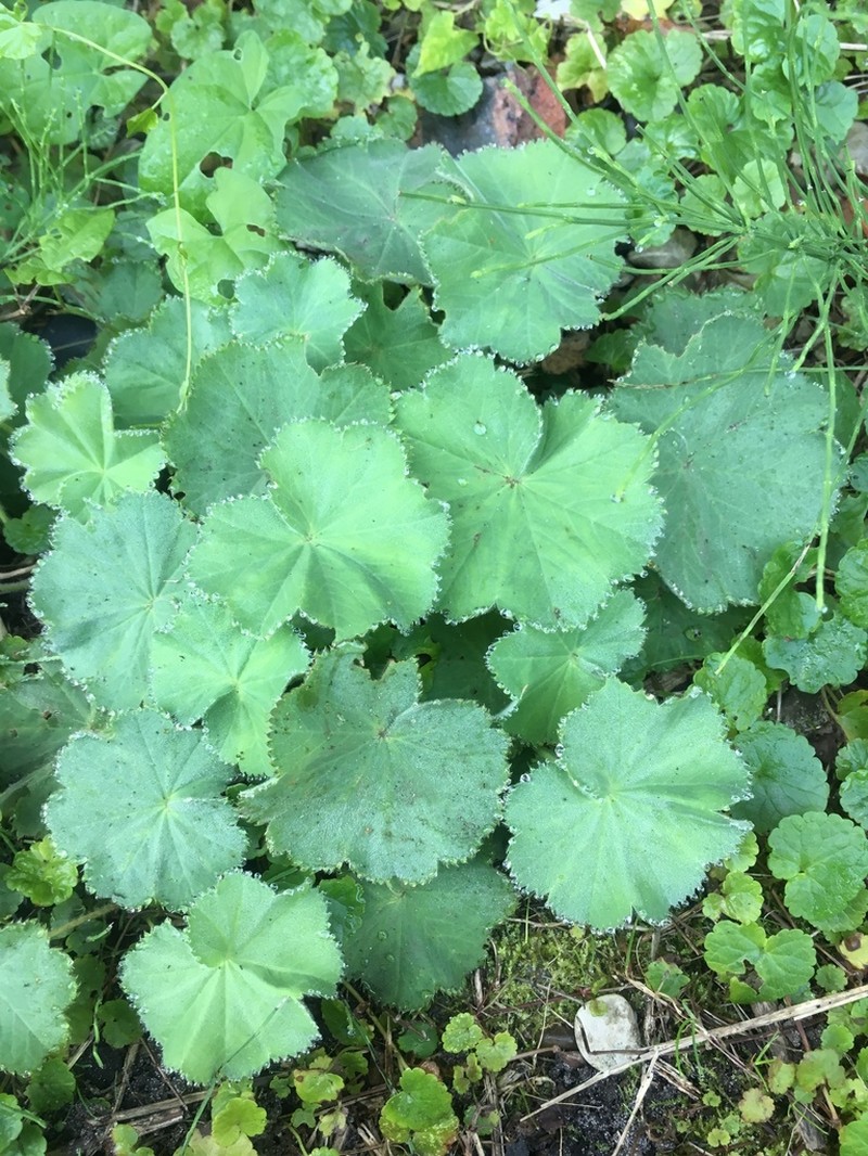 Lady's-Mantle photo 5