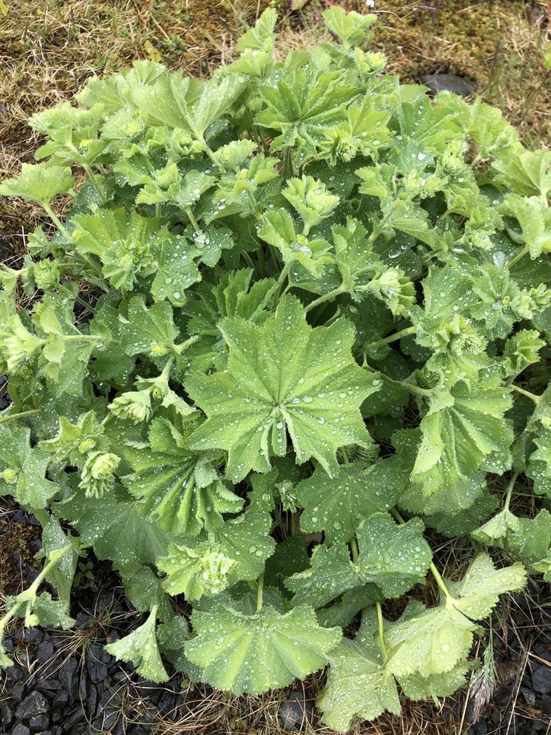 Lady's-Mantle photo 6