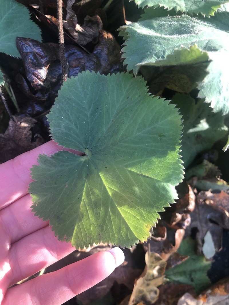 Lady's-Mantle photo 8