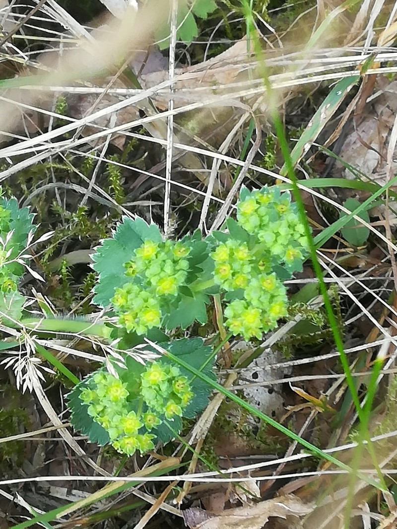 Hairy Lady's Mantle photo 2