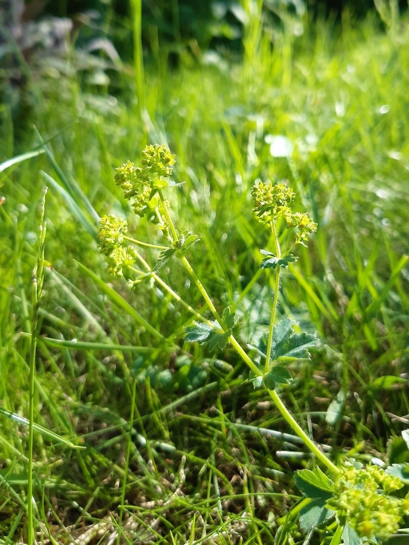 Hairy Lady's Mantle photo 3