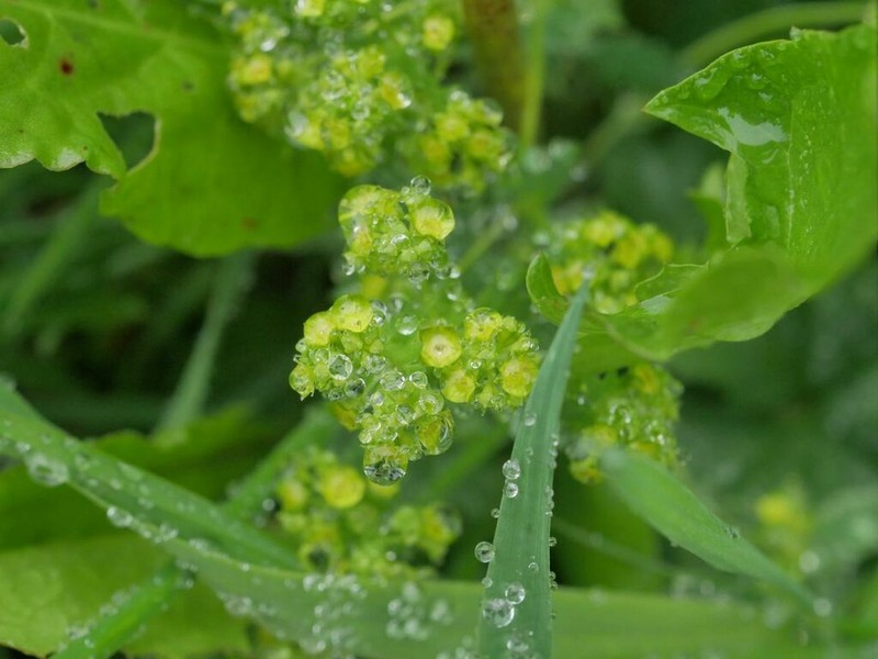 Hairy Lady's Mantle photo 4