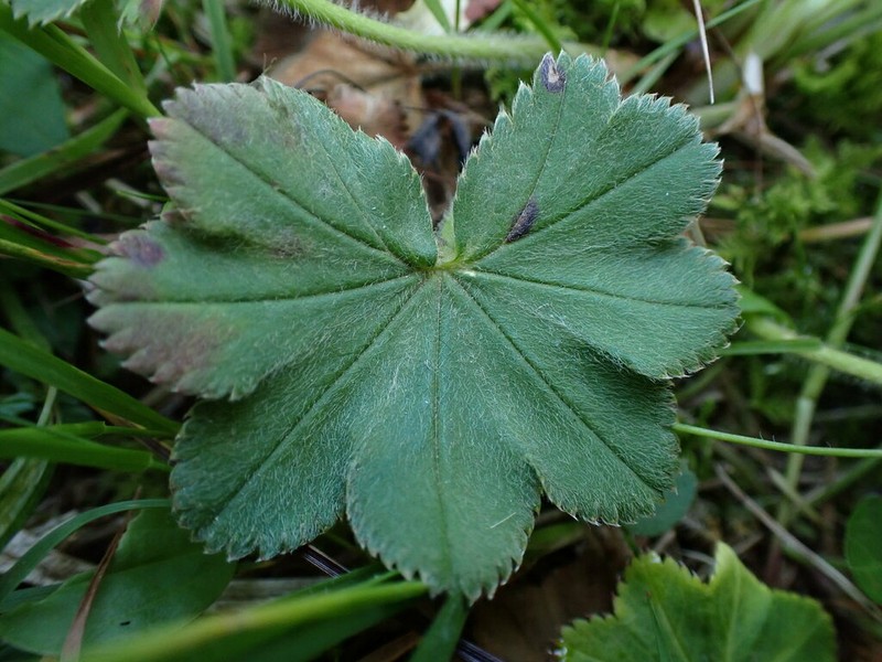 Hairy Lady's Mantle photo 5