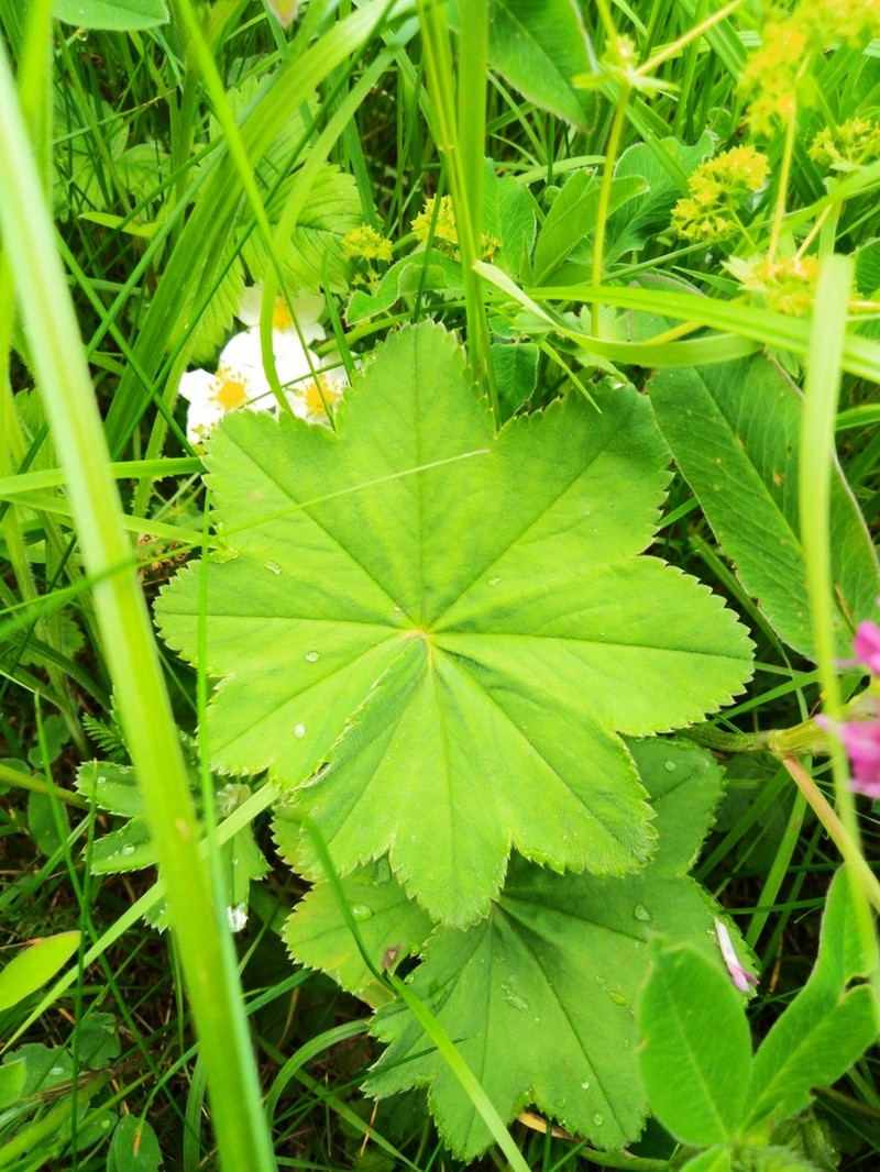 Hairy Lady's Mantle photo 6