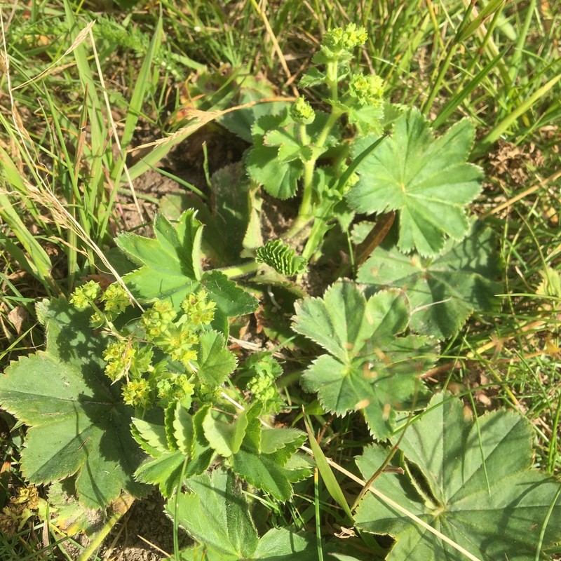 Hairy Lady's Mantle photo 7