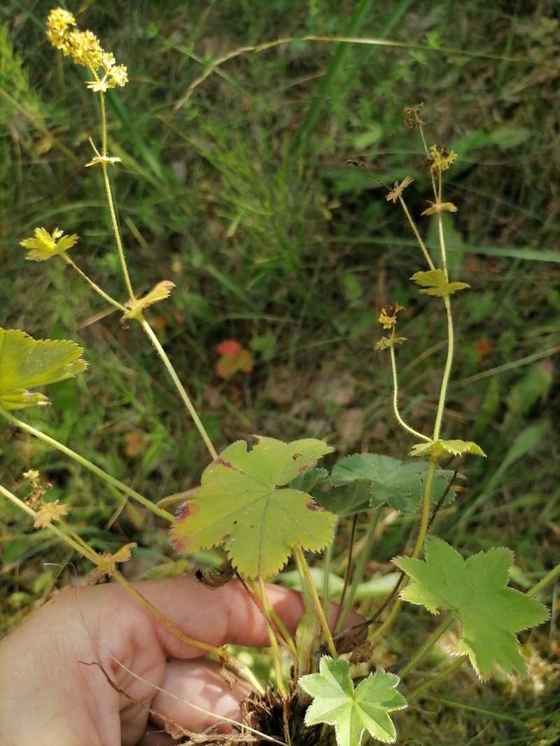 Hairy Lady's Mantle photo 8