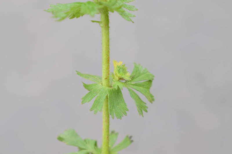 Alchemilla moritziana