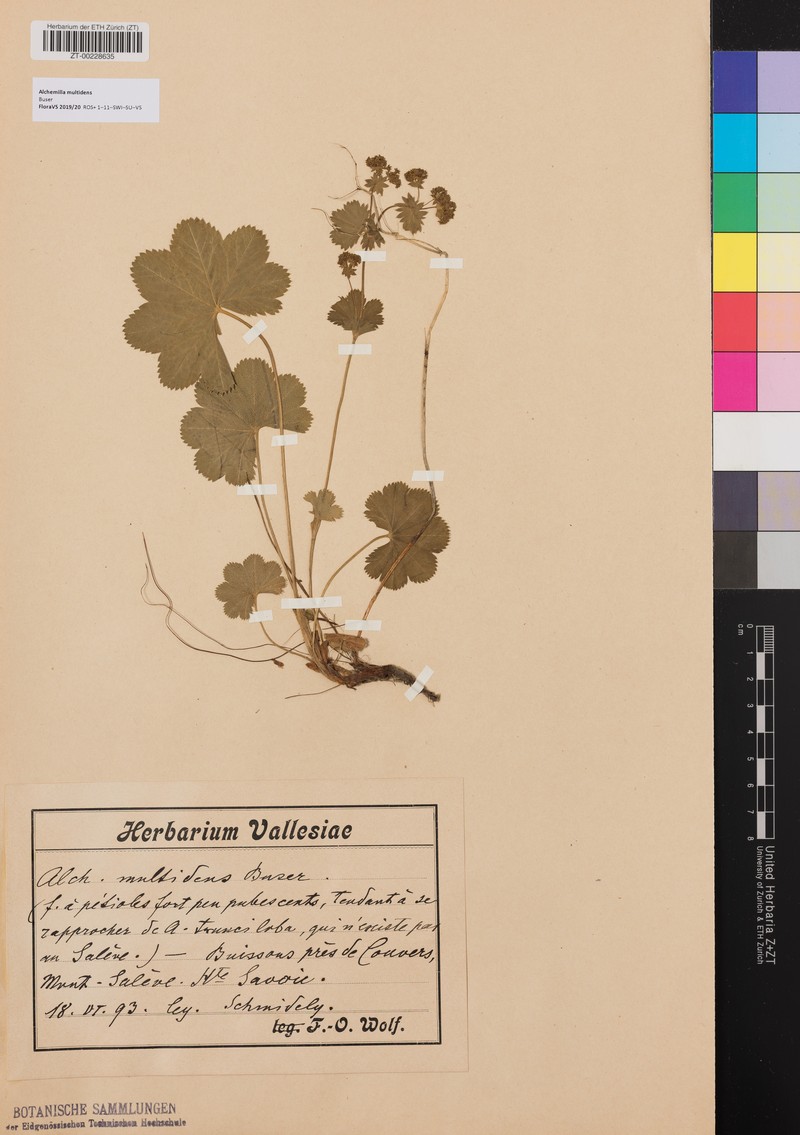 Alchemilla multidens