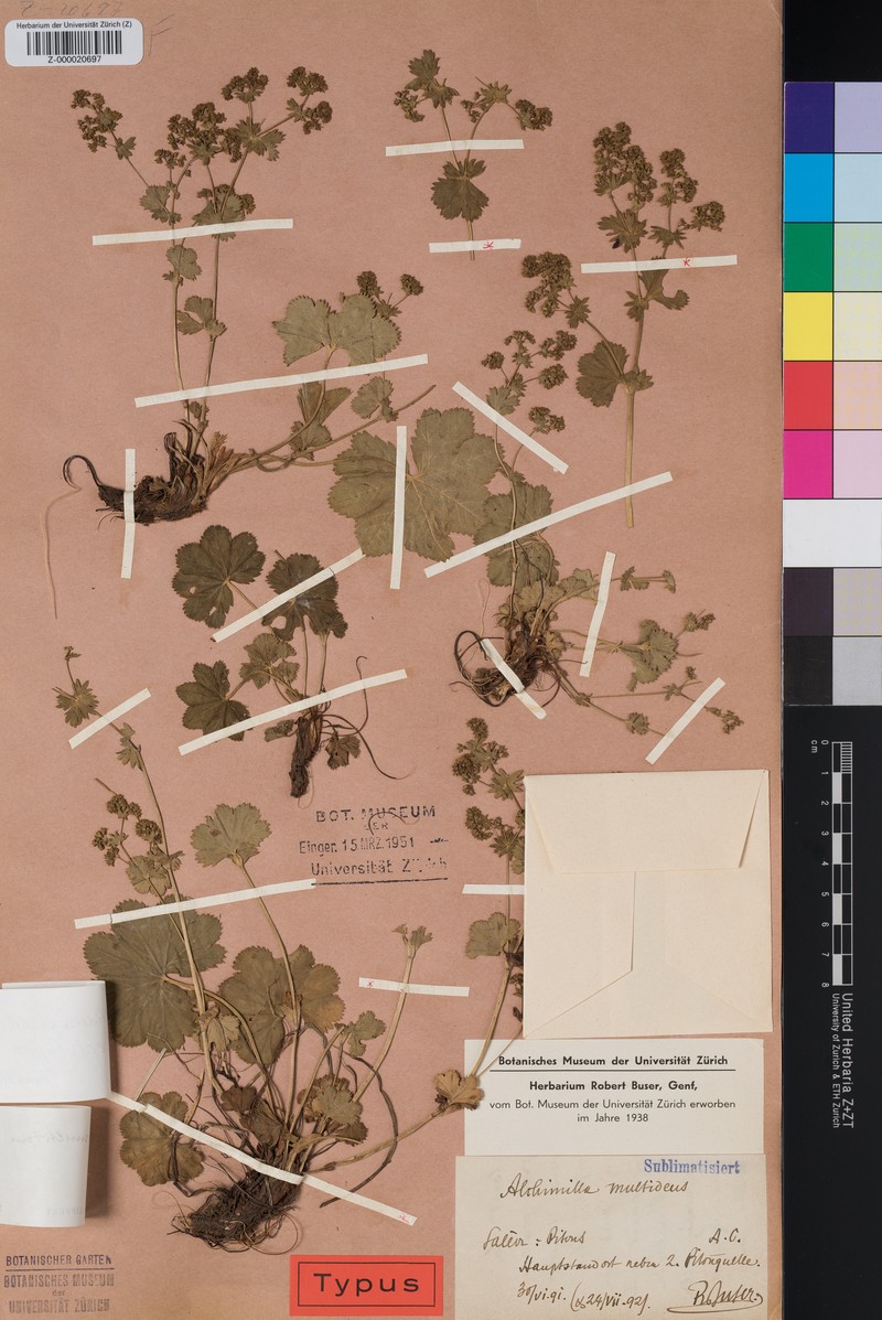 Alchemilla multidens photo 2