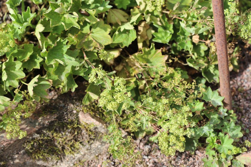 Alchemilla murbeckiana