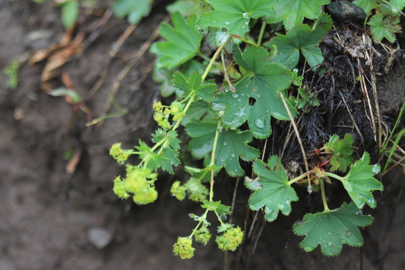 Alchemilla murbeckiana photo 2