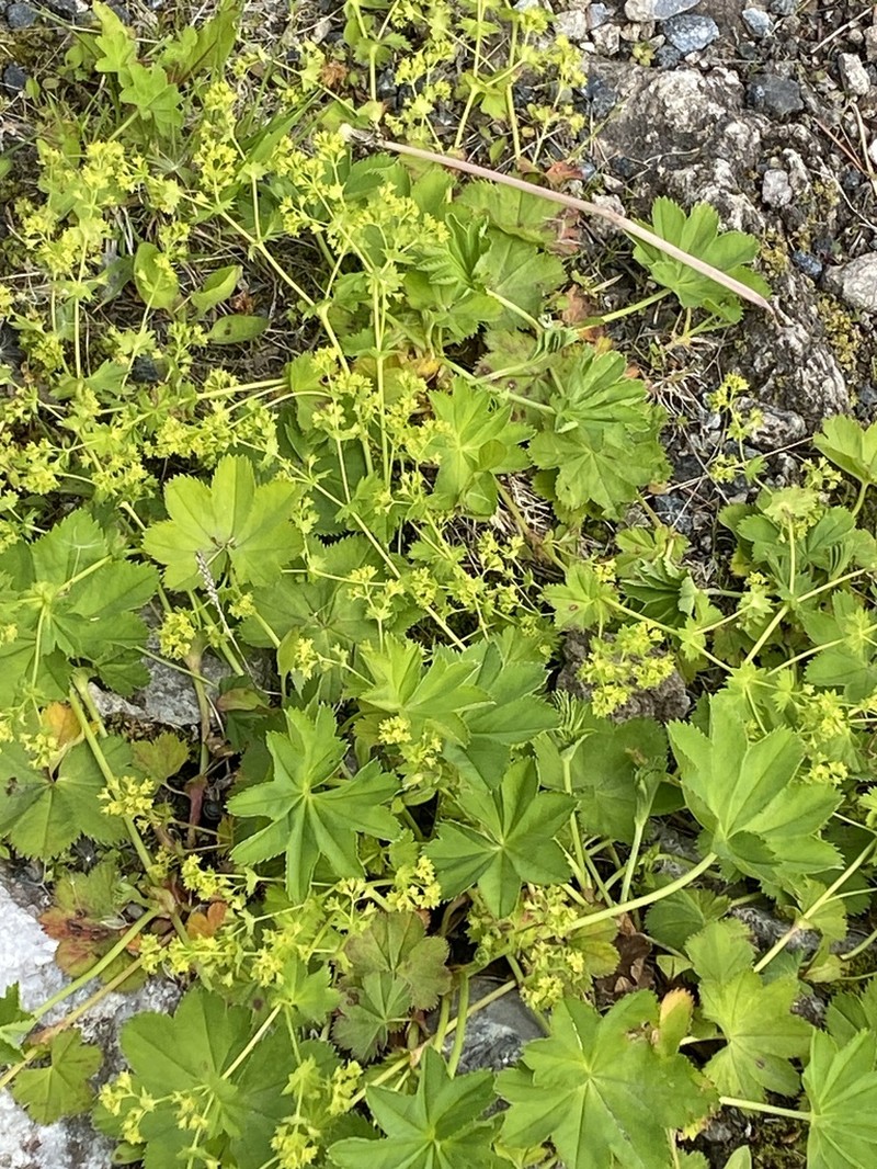 Alchemilla murbeckiana photo 3