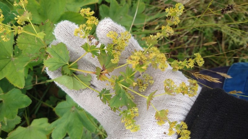Alchemilla murbeckiana photo 4