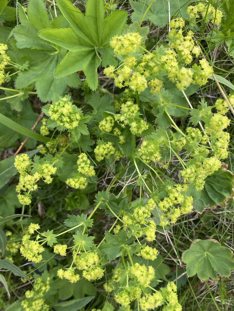 Alchemilla murbeckiana photo 5