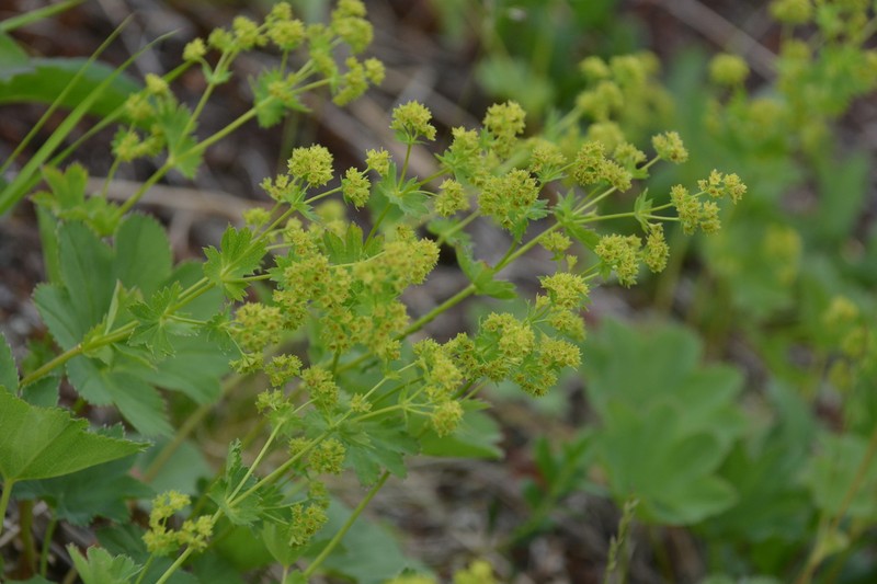 Alchemilla murbeckiana photo 6
