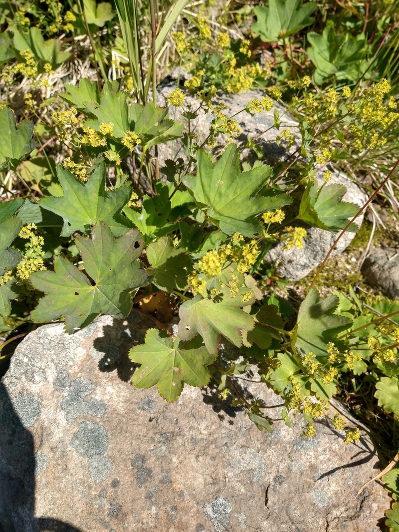 Alchemilla murbeckiana photo 7