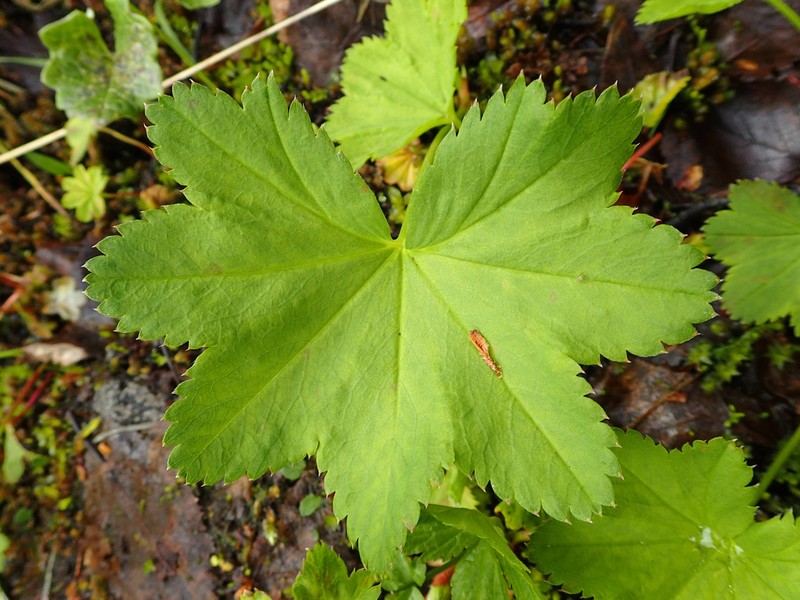 Alchemilla murbeckiana photo 8