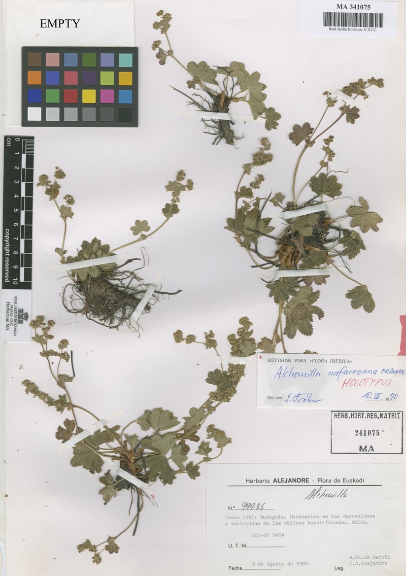 Alchemilla nafarroana
