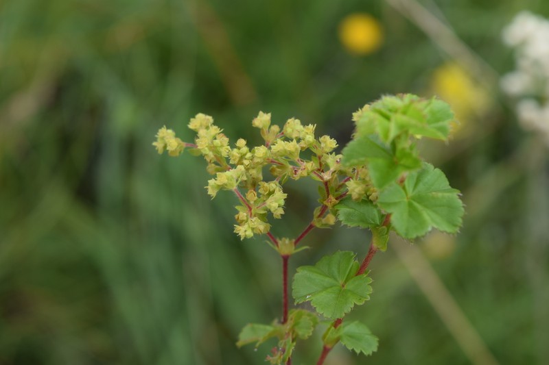 Alchemilla natalensis photo 2