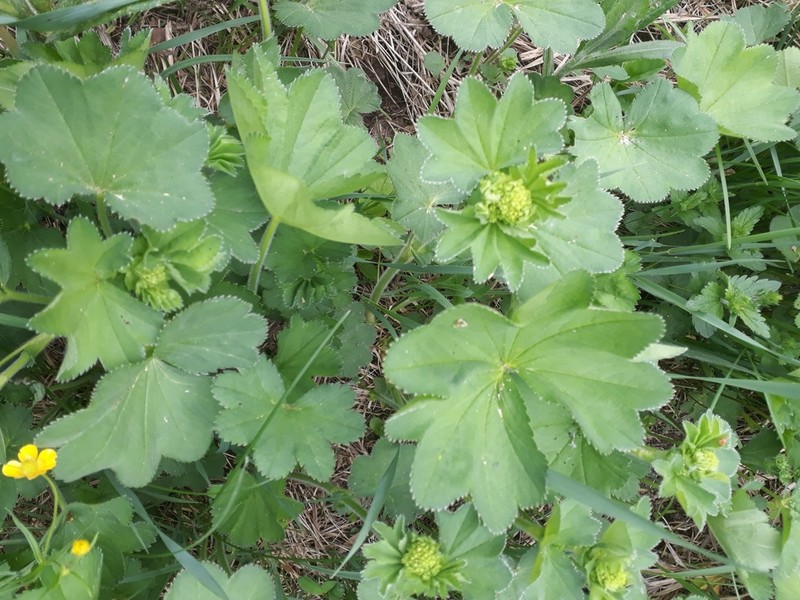 Alchemilla nemoralis