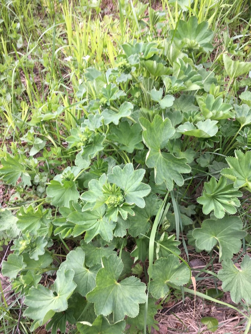 Alchemilla nemoralis photo 2
