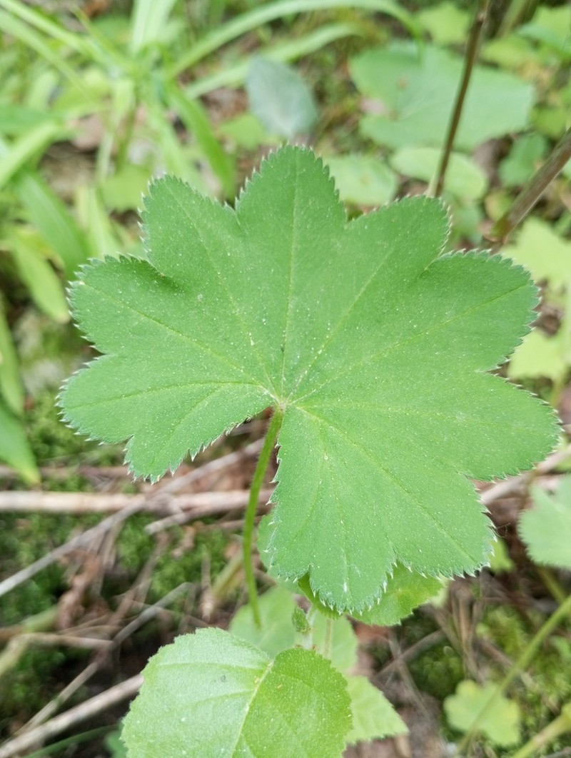 Alchemilla nemoralis photo 3