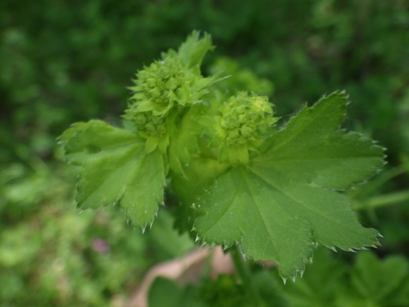 Alchemilla nemoralis photo 4