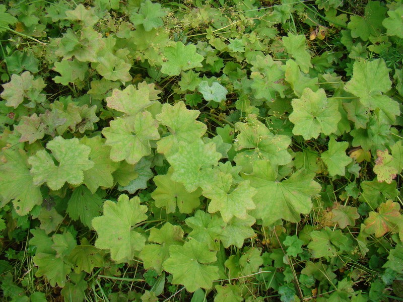 Alchemilla nemoralis photo 5