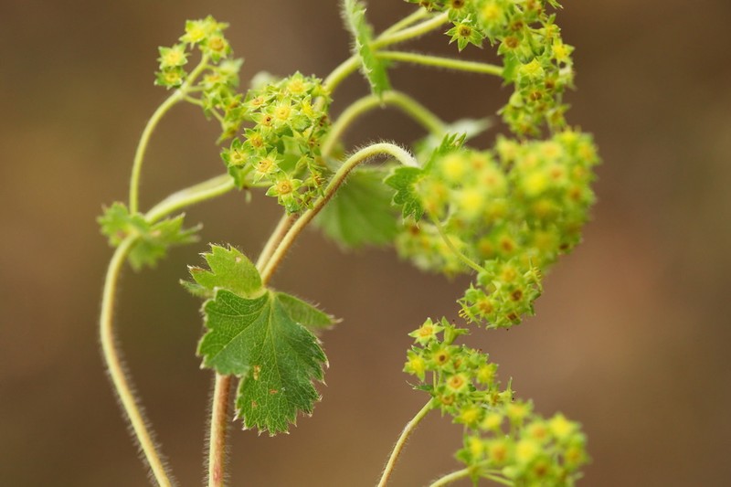 Alchemilla nemoralis photo 6