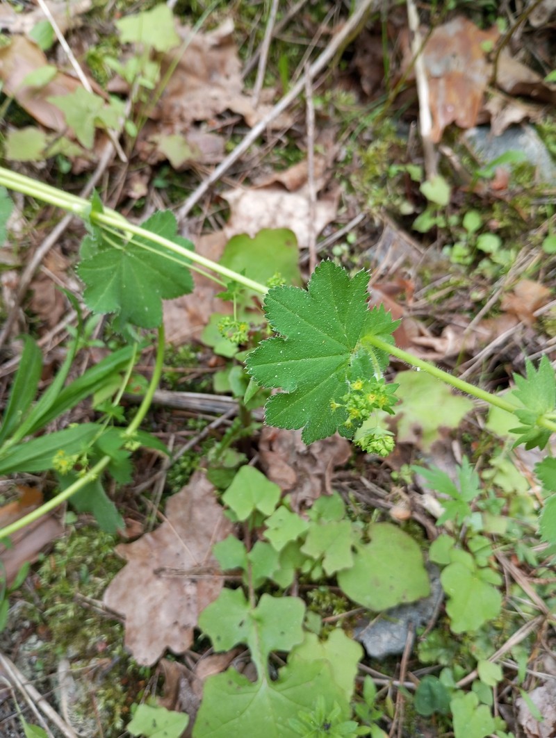 Alchemilla nemoralis photo 7