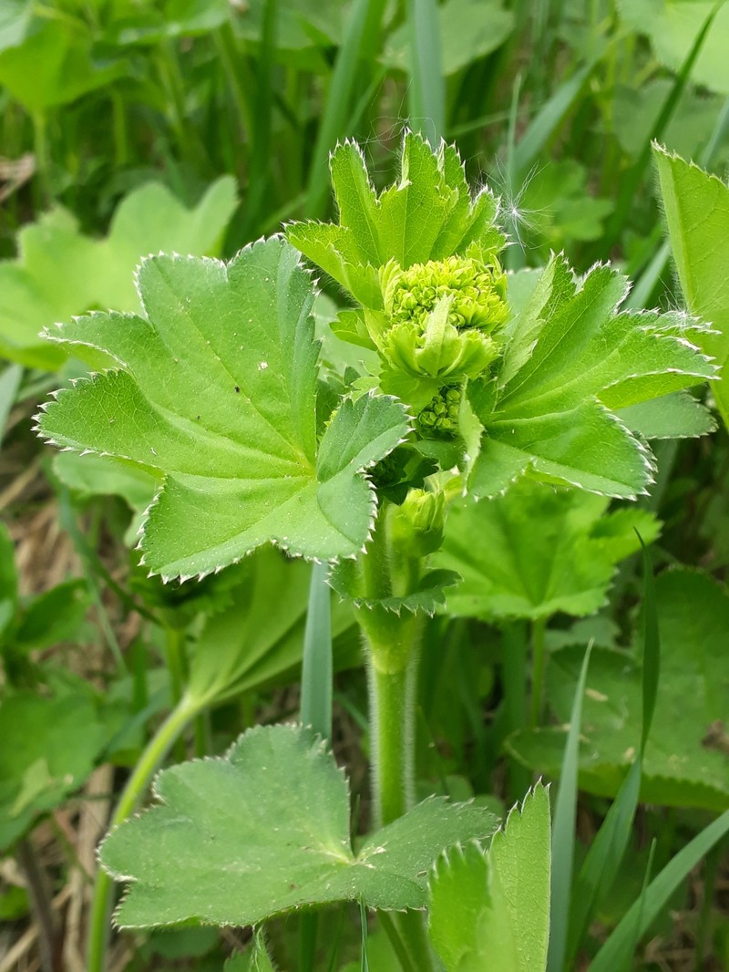 Alchemilla nemoralis photo 8