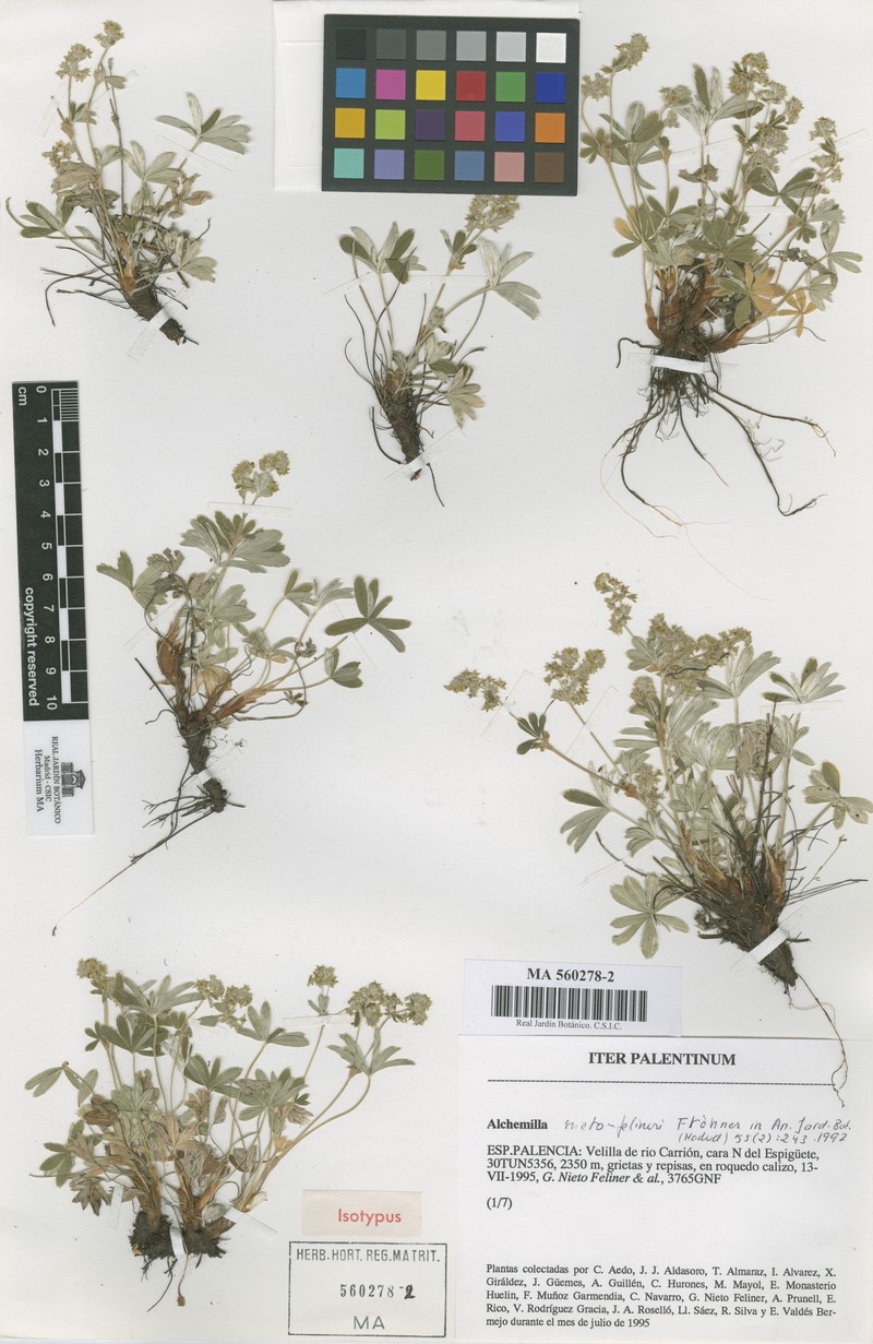 Alchemilla nietofelineri