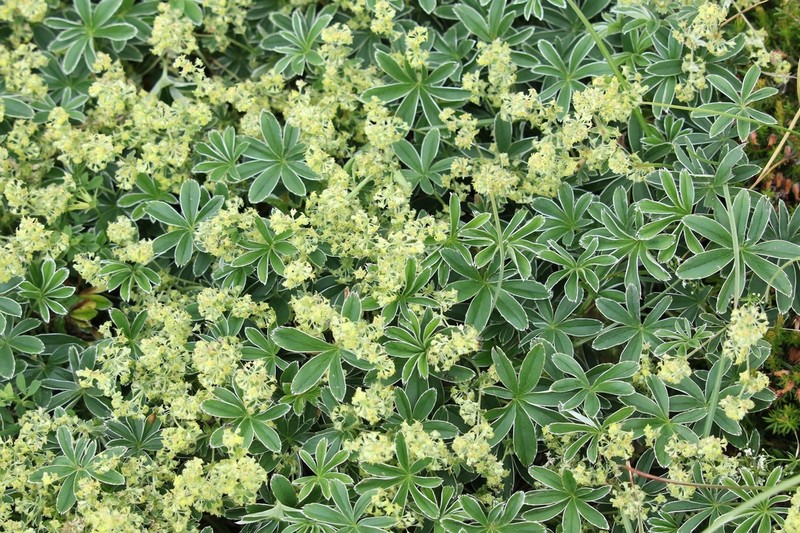 Alchemilla nitida