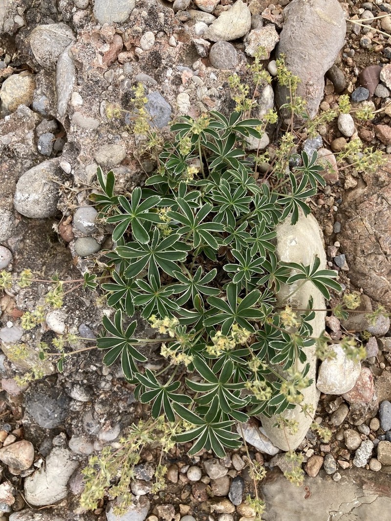 Alchemilla nitida photo 2
