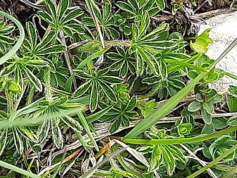 Alchemilla nitida photo 3