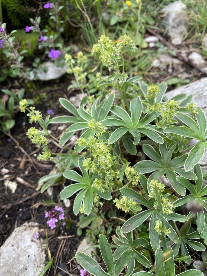 Alchemilla nitida photo 4