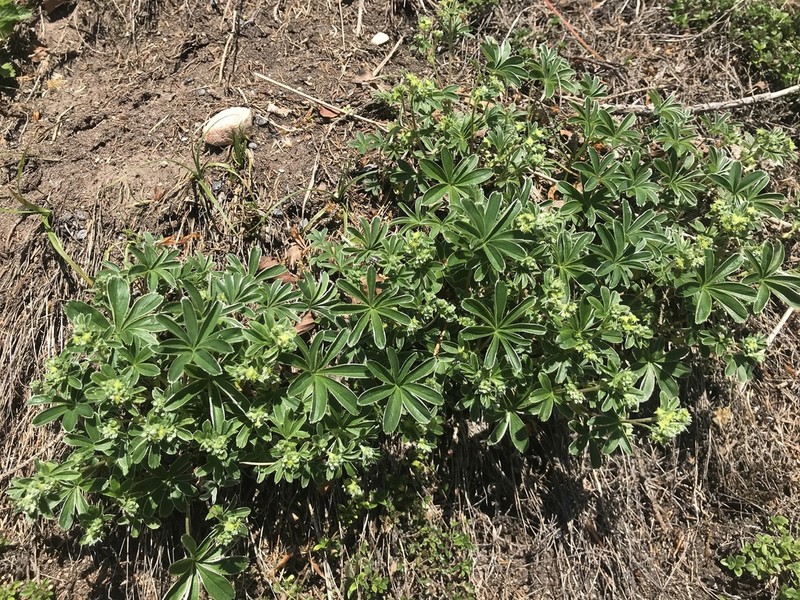 Alchemilla nitida photo 5