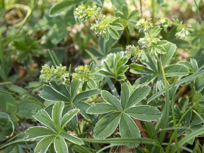 Alchemilla nitida photo 6
