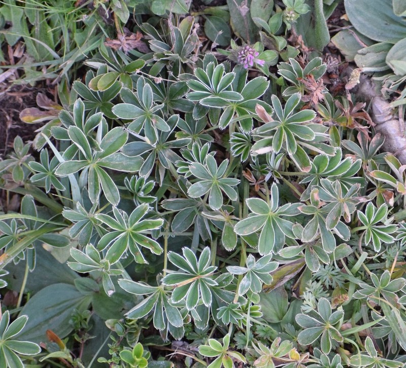 Alchemilla nitida photo 7