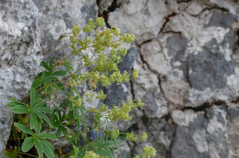 Alchemilla nitida photo 8