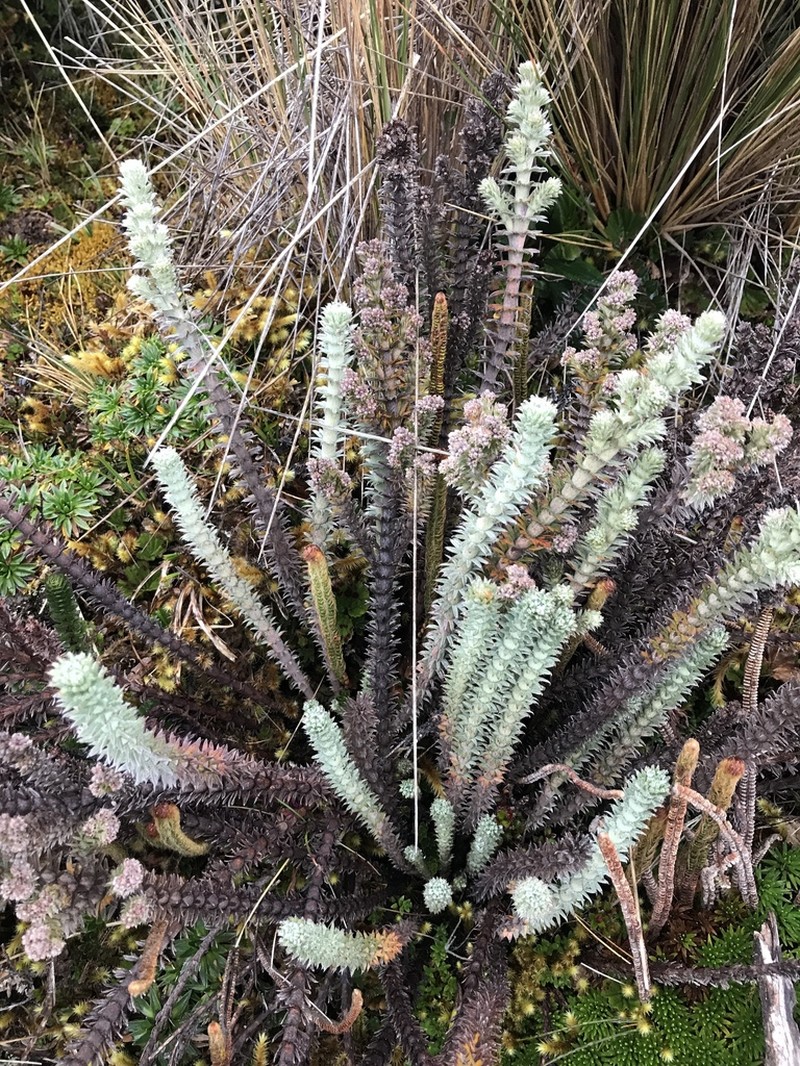 Alchemilla nivalis